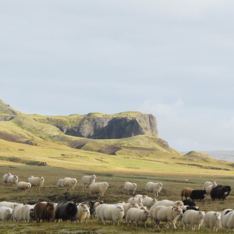 Sauðfé í Skaftártungu. Mynd Oddný Steina Valsdóttir.