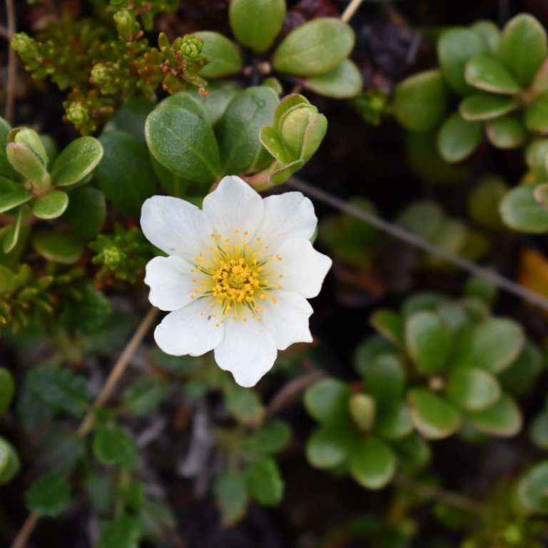 Sumarfrí og viðvera á starfsstöðvum