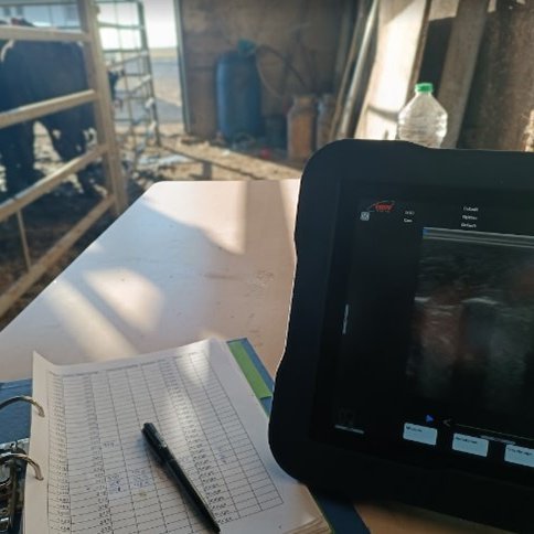 RML leitar að þátttakendum í ómmælingum holdagripa