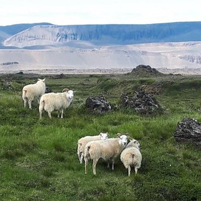 Auglýst eftir þátttakendum í rekstrarverkefni sauðfjárbænda