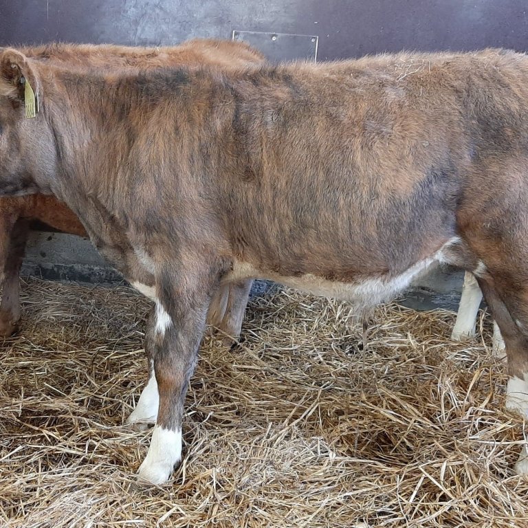 Pistill frá Glitstöðum í Norðurárdal, undan Pipar 12007 og Kolu 602.