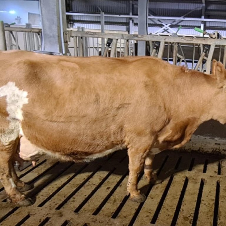 Plóma 2686 í Gunnbjarnarholti í hinum forna Eystrihreppi. Hún náði þeim mestu afurðum á 12 mánaða tí&hellip;