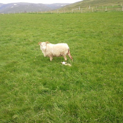 Prentun vorbóka 2022