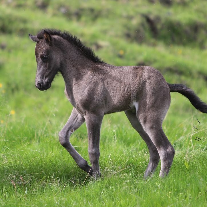 Skeiðgensgreiningar