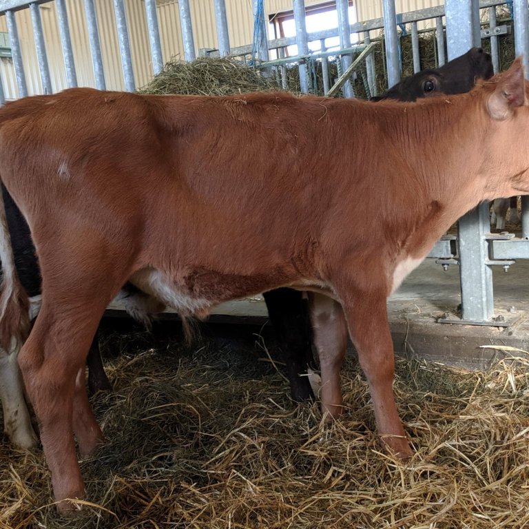 Randi frá Hjartarstöðum í Eiðaþinghá, undan Sjarma 12090 og Rák 699, undan Hrygg 05008.