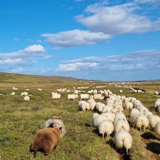 Aukakynbótamatskeyrslur yfir sláturtíðina 2023