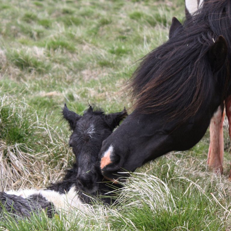 Örmerkinganámskeið á Austur- og Vesturlandi