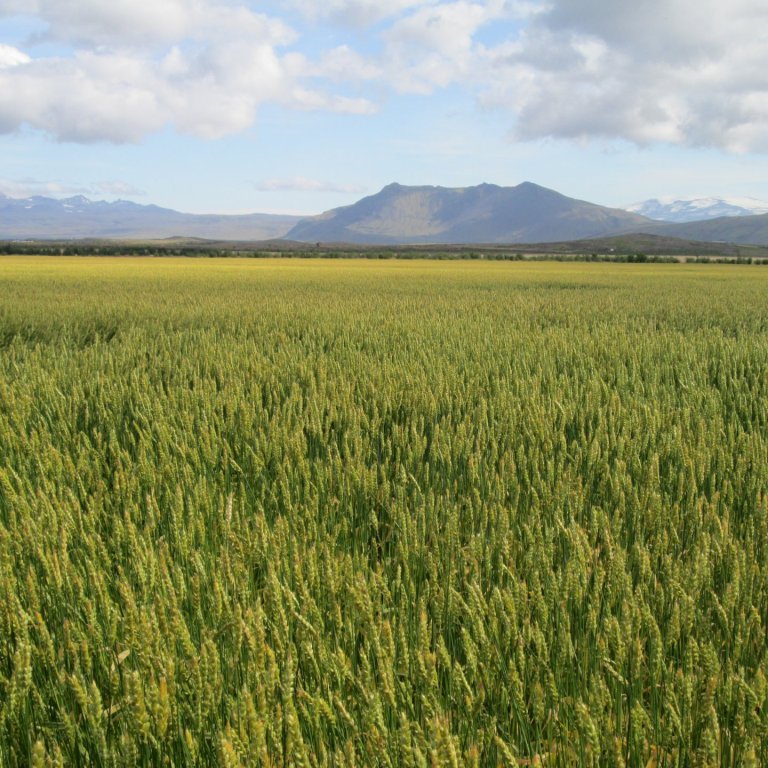 Möguleiki á fyrirframgreiðslu á hluta styrks vegna kornræktar