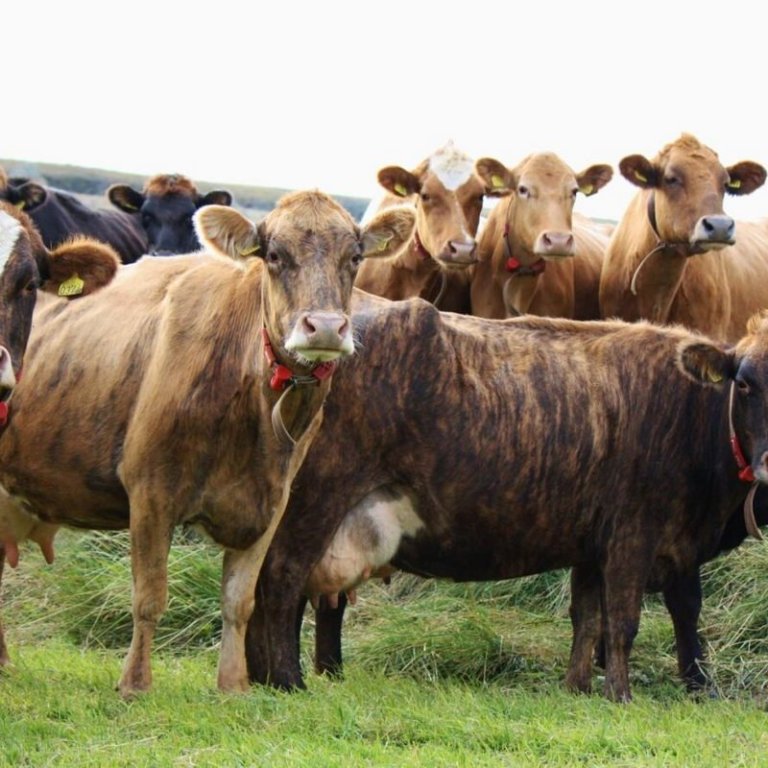 Bylting í íslenskri nautgriparækt