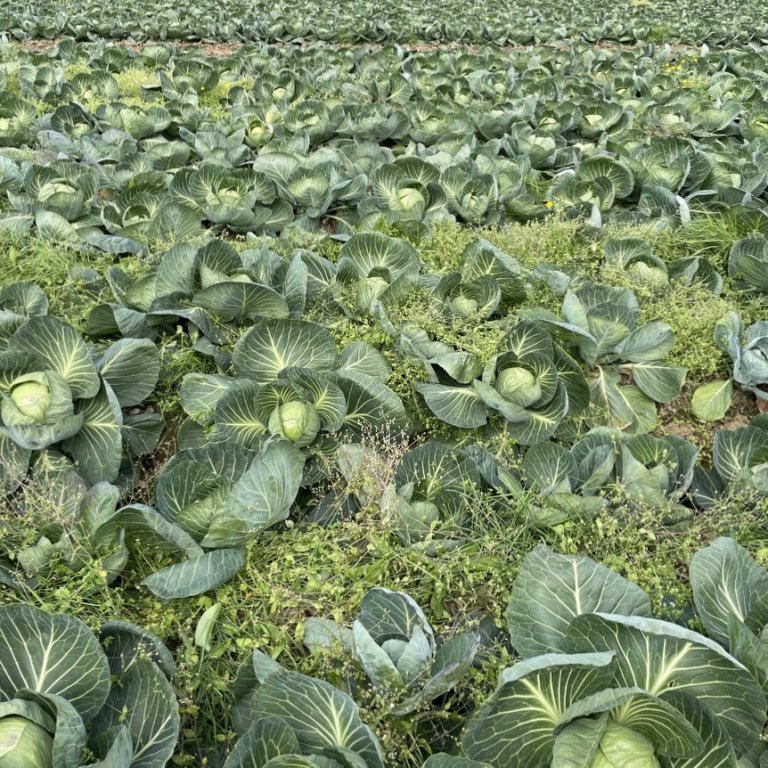 AGROSUS – verkefni um illgresiseyðingu í sátt við umhverfið