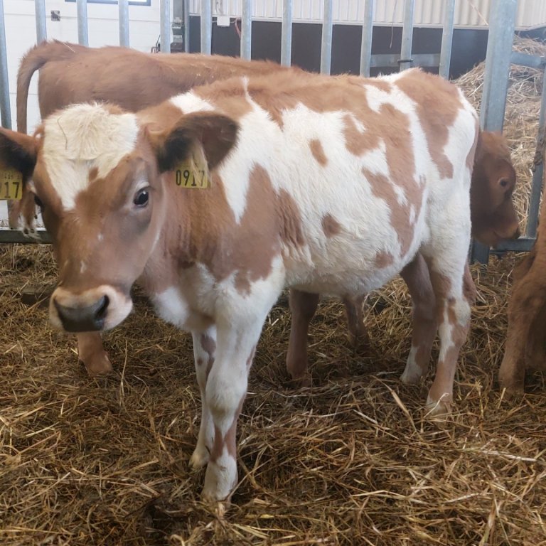 Sjóður frá Stóra-Dunhaga í Hörgársveit, undan Jarfa 16016 og Auði 771. Mynd frá Nautastöðinni á Hest…