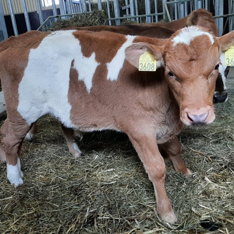 Sjóður frá Þverholtum á Mýrum. Faðir er Risi 15014 og móðir kýr nr. 2009 undan Stólpa 11011.