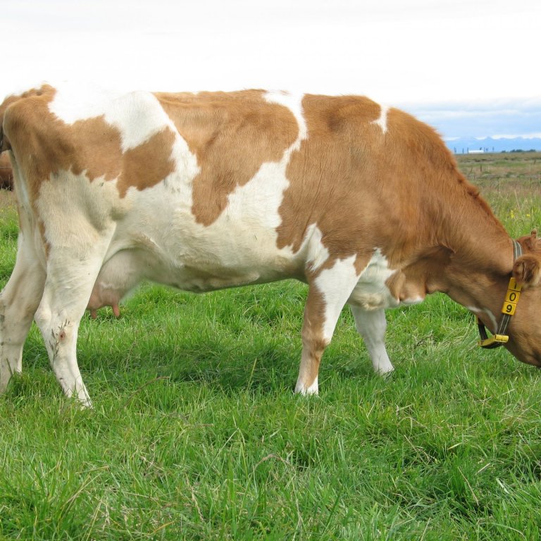 Mjaltaþjónum fjölgar ört