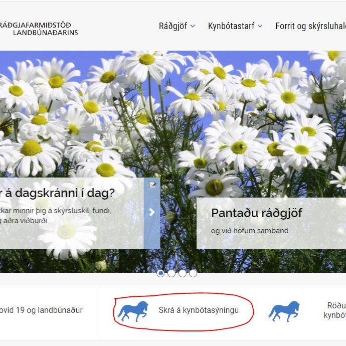 Kynbótasýningar - Minnum á síðasta skráningardag 29. maí