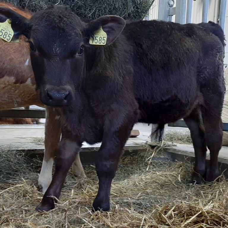 Skugga-Sveinn frá Stóra-Ármóti í Flóa, hreinræktaður Aberdeen Angus