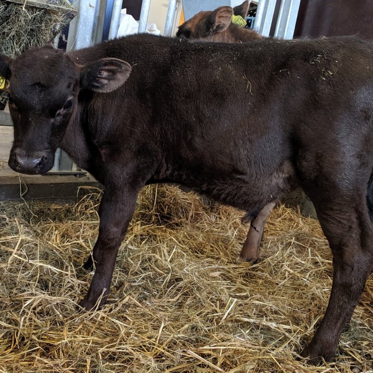 Skýr frá Núpi 3 undir Vestur-Eyjafjöllum, Faðir Steri 13057 og móðir Terta 750.