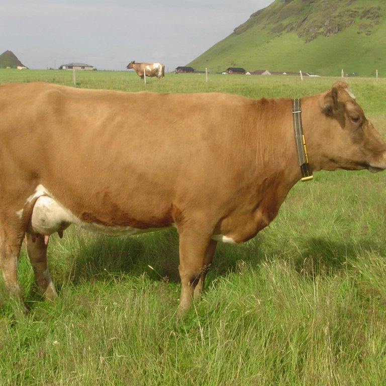 Niðurstöður skýrsluhaldsins í nautgriparæktinni í janúar 2019