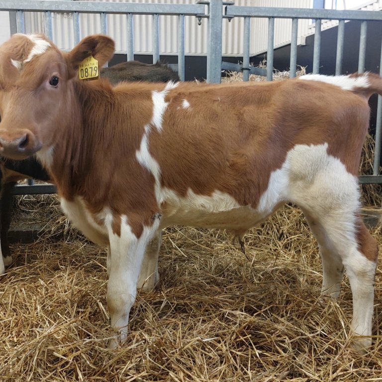 Snáði frá Hnjúki í Vatnsdal, undan Búkka 17031 frá Lundi í Lundarreykjadal og Skrautu 450. - Mynd fr…