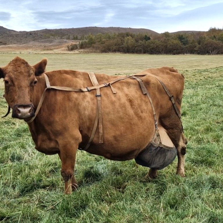 Snotra 273 í Villingadal í Eyjafirði. Mynd: Guðrún Jónsdóttir.