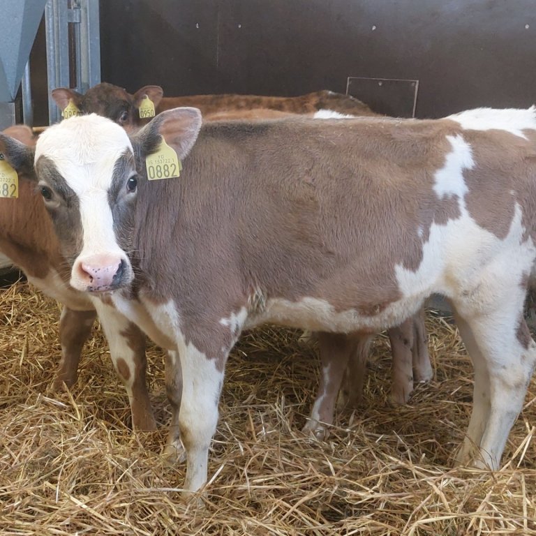 Snúður frá Brún í Reykjadal, undan Tanna 15065 og Snældu 763. Mynd frá Nautastöðinni á Hesti.