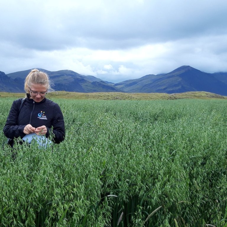 Kornskoðun að Stóra-Ármóti í Flóa