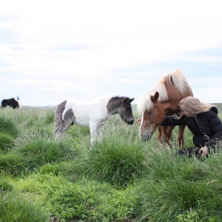 Röðun hrossa á Gaddstaðaflötum dagana 3.-7. júní