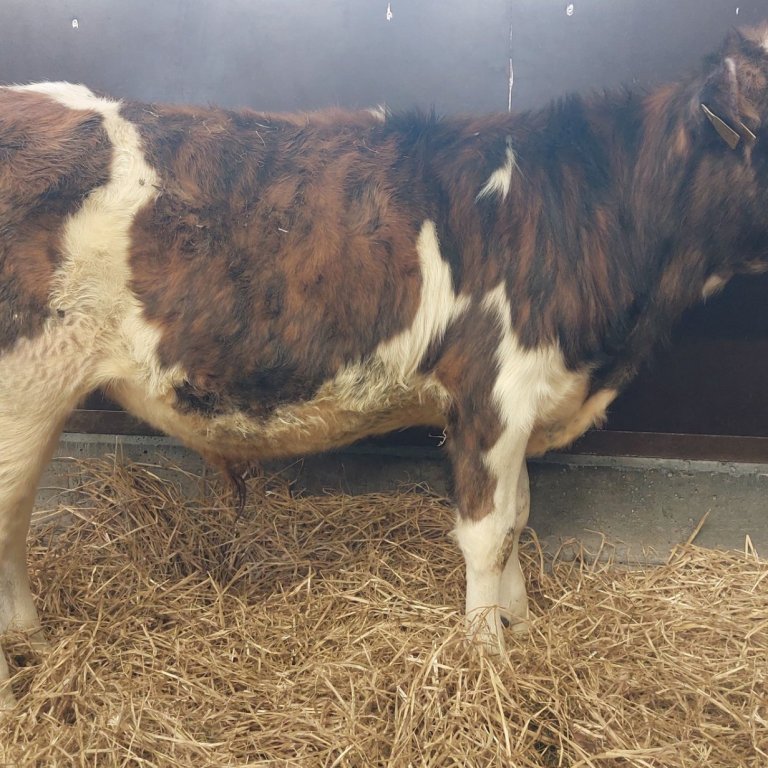 Sóli frá Hjarðarfelli í Eyja- og Miklaholtshreppi, sonur Maísólar 721 og Mjölnis 21025. Mynd frá Nau…