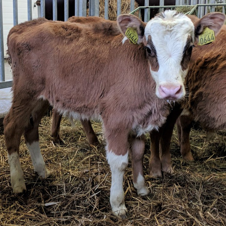 Sonur frá Syðri-Bægisá í Hörgársveit