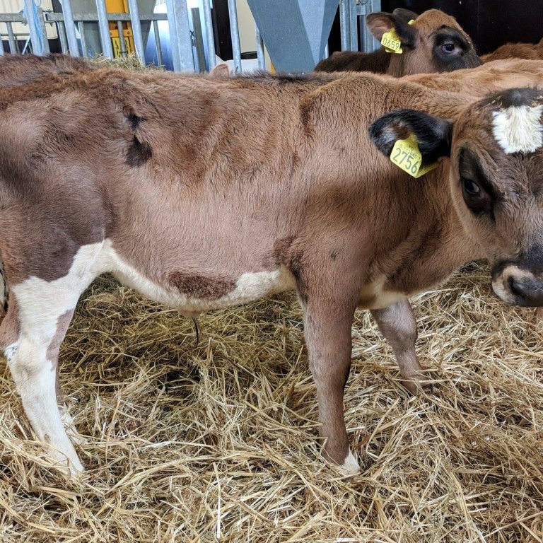 Speni frá Hrafnagili í Eyjafjarðarsveit - undan Gými 11007 og Bunu 2173