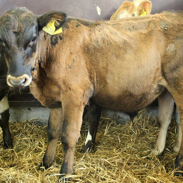 Stæll 17022 frá Hnjúki