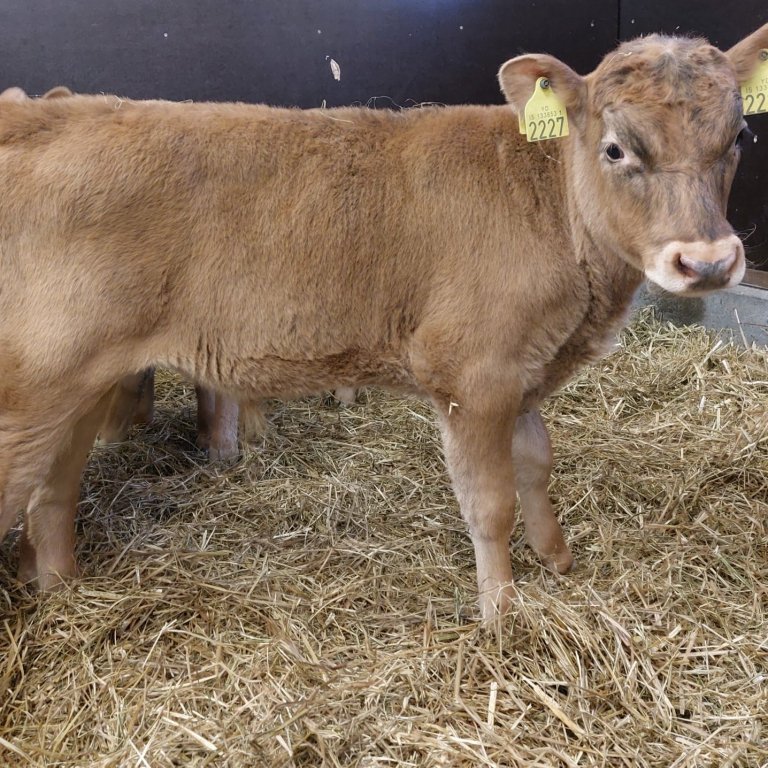 Stallur frá Hvanneyri, undan Hillu 1901 og Kláusi 14031.