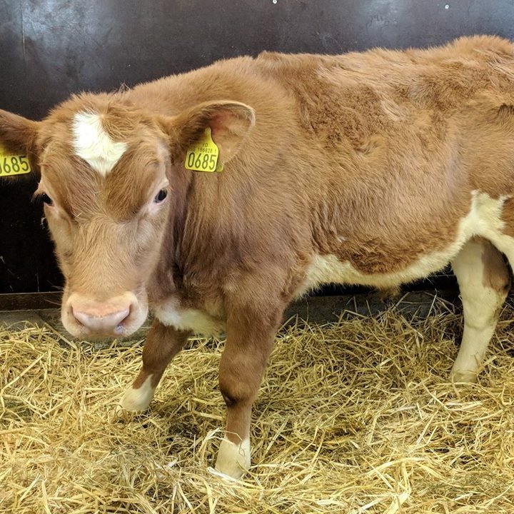 Starri frá Skollagróf í Hrunamannahreppi, f. Gýmir 11007 og m. Embla 509