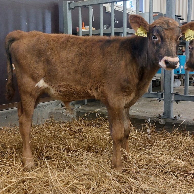 Stimpill frá Syðri-Bægisá í Öxnadal, undan Ósi 17034 og Skvettu 791. Mynd: Nautastöðin Hesti.