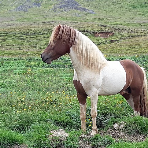 Síðsumarssýningar kynbótahrossa