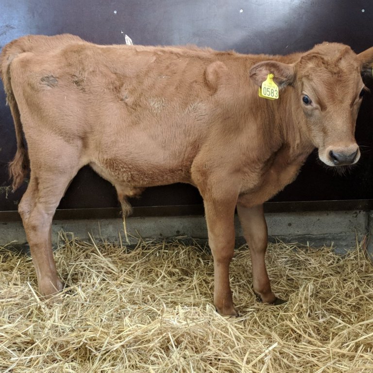 Styrkur frá Hnjúki í Vatnsdal, undan Úlla 10089 og Stiklu 421.