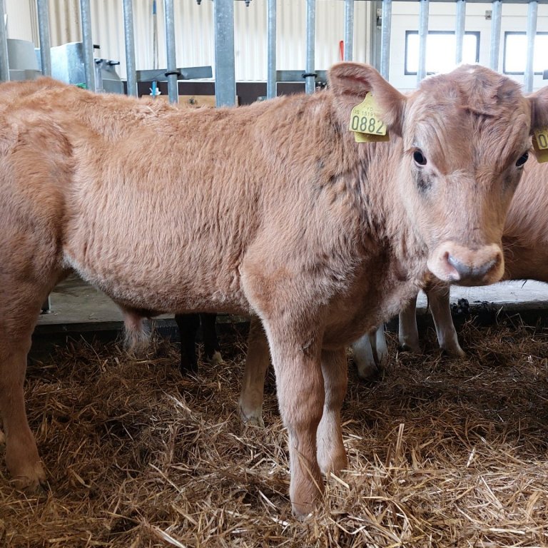 Svarfdal frá Göngustöðum í Svarfaðardal, undan Tanna 15065 og Hörku 481.