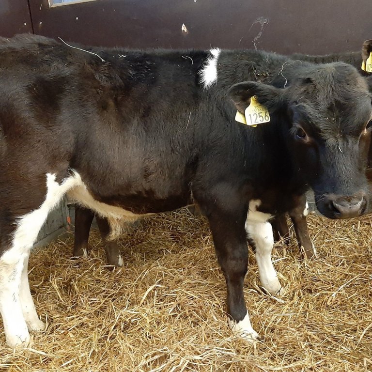 Svarfi frá Hofsá í Svarfaðardal - faðir Bakkus 12001 frá Auðsholti í Hrunamannahreppi en móðir er Si…