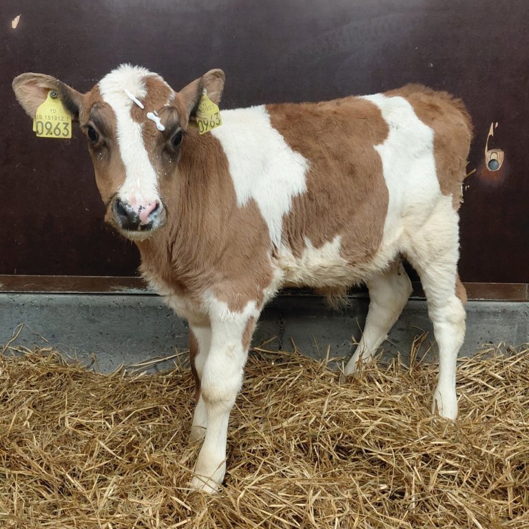 Svanur frá Búrfelli í Svarfaðardal, sonur Grána 23010 og Brúðu 635. Mynd frá Nautastöðinni á Hesti.