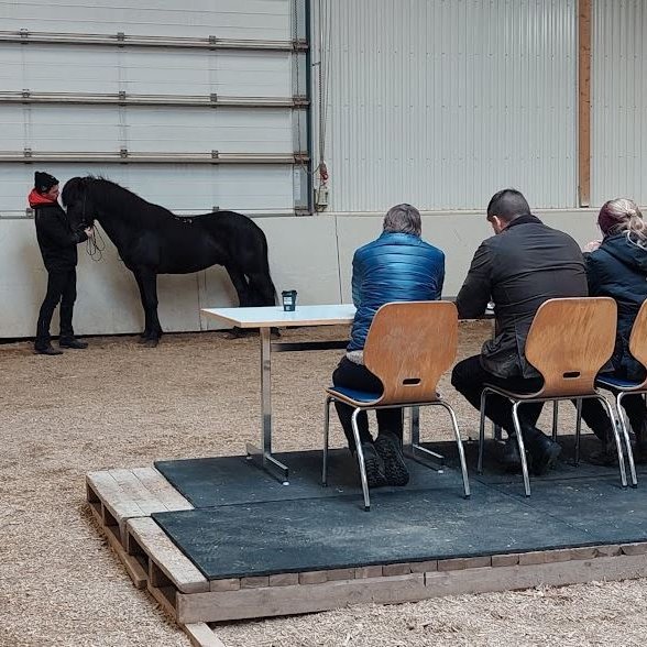Yfirlitssýning kynbótahrossa Hólar 24.08.