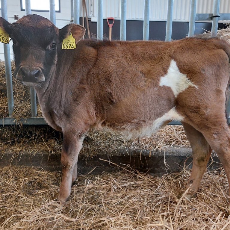 Þrándur frá Þorleifsstöðum í Skagafirði, undan Risa 15014 og Spennu 486.