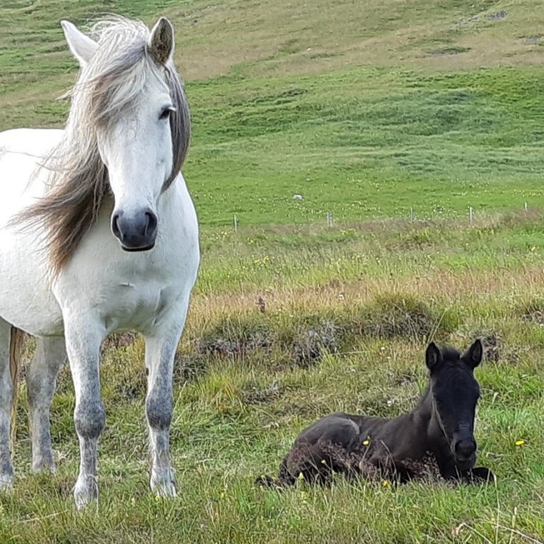 Röðun hrossa á kynbótasýningum vikuna 8.-12. júní