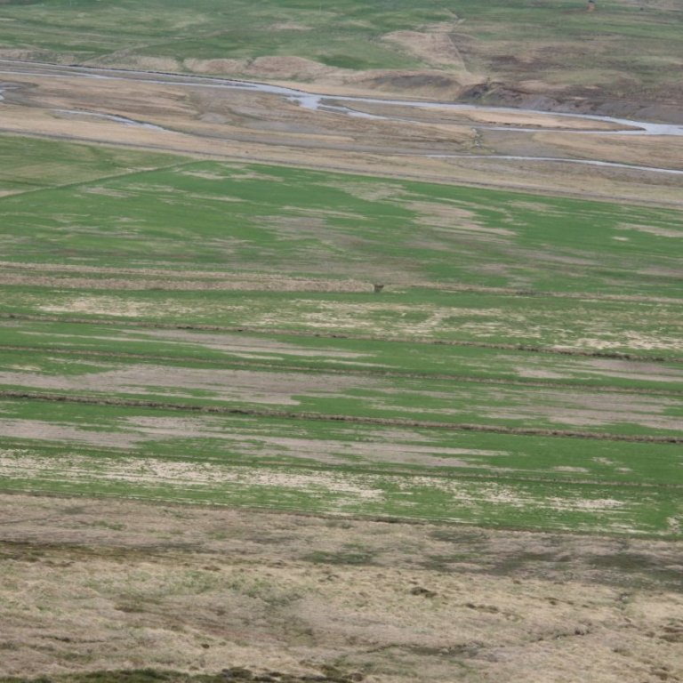 Viðbrögð við kali í túnum