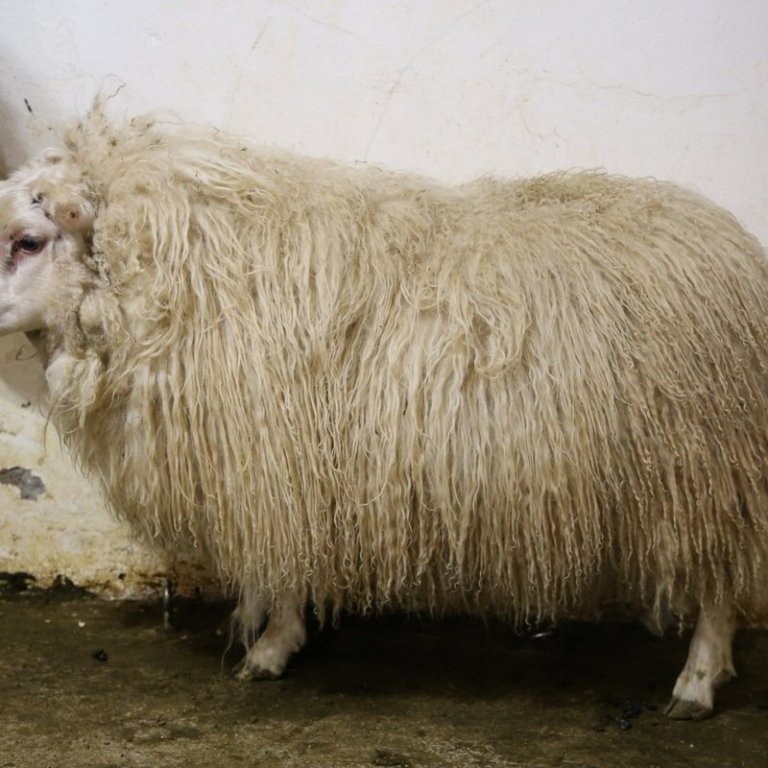 Er búið að skrá sæðingarnar?