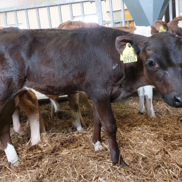 Trölli frá Stakkhamri á Snæfellsnesi, undan kú nr. 775 og Hæl 14008.