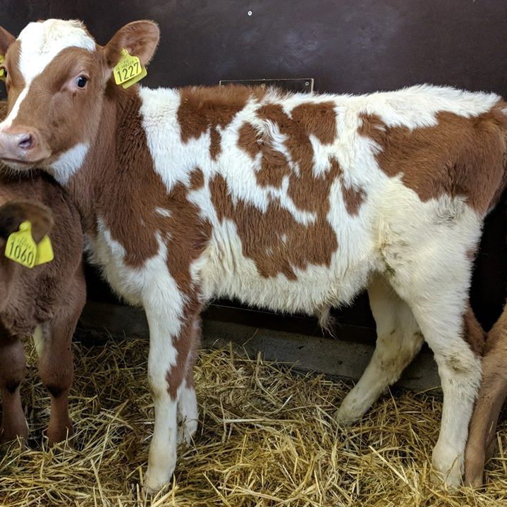 Tryggur frá Brúnastöðum 1 í Flóahreppi. Faðir Dropi 10077 og móðir Trú 950.