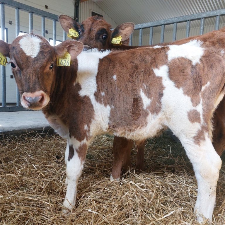 Í forgrunni er Tumi frá Káranesi í Kjós, undan Garpi 20044 og Hild1 1222. Yfir hann gægist Andi frá …