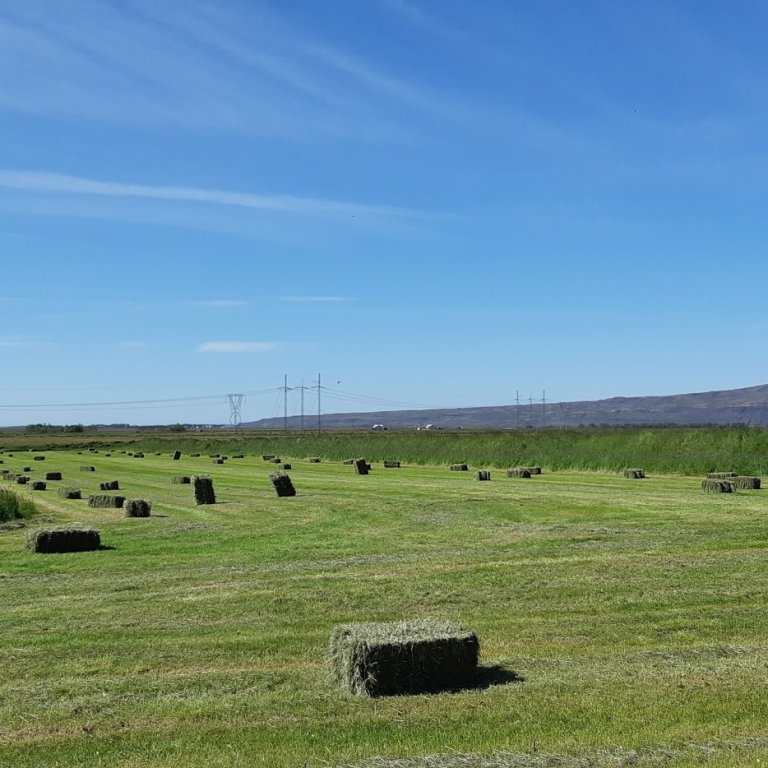 Heyöflun í þurrkatíð