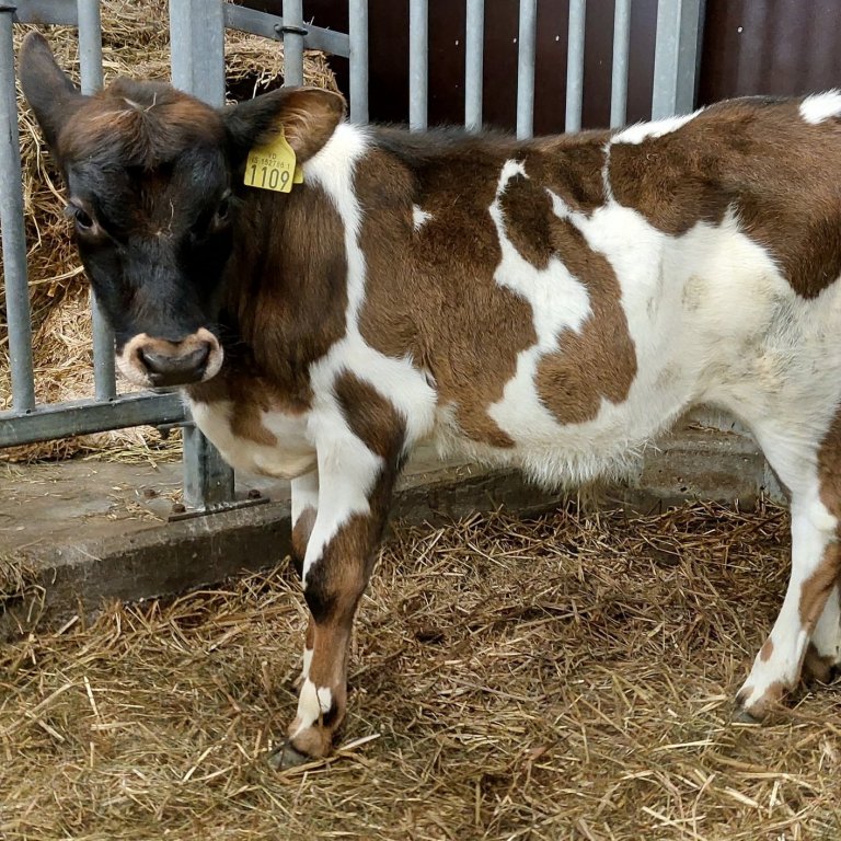 Tvistur frá Svertingsstöðum 2 í Eyjafjarðarsveit, sonur Hæls 14008 og Sjöu 777.