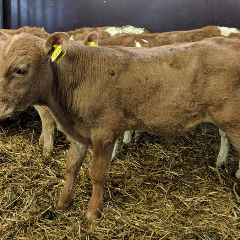 Tyrfill frá Torfum í Eyjafjarðarsveit