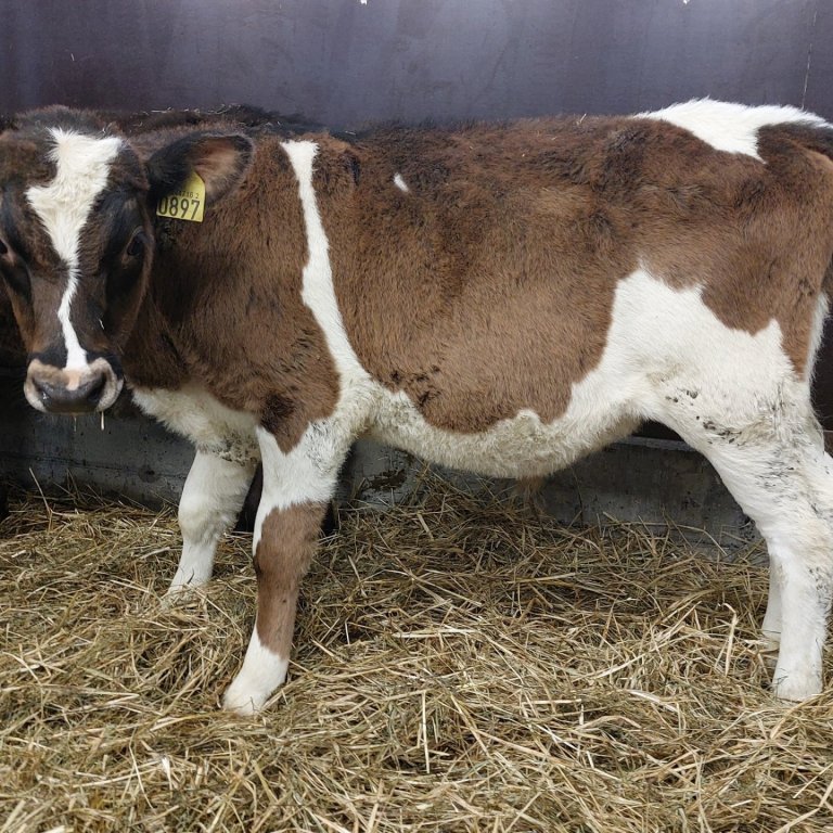 Úlfar frá Hnúki í Vatnsdal, sonur Jarfa 16016 og Úllu 601.